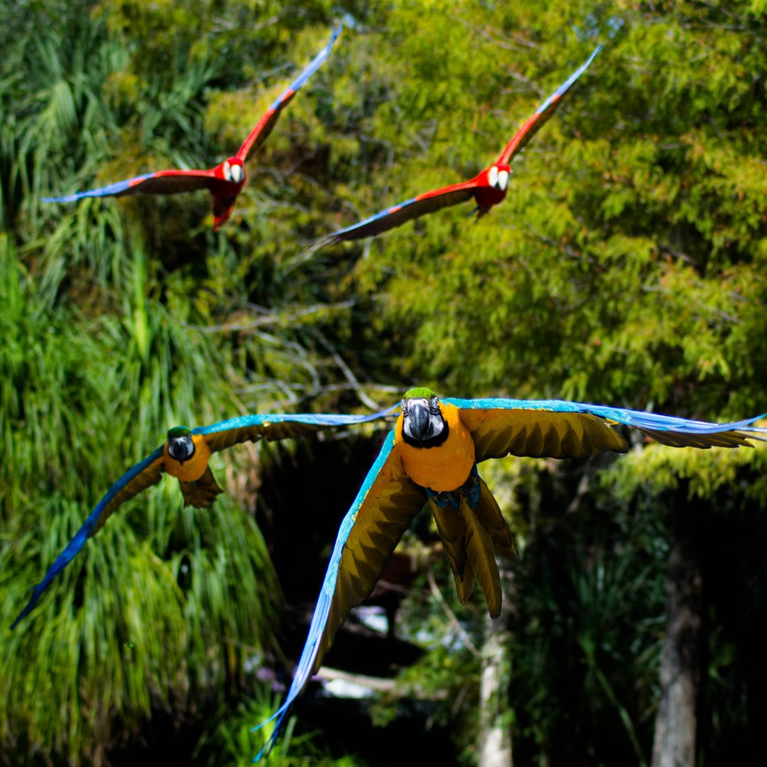 Forests around the world are under threat.

But there is progress: Years of campaigning by us and others led to a new EU deforestation law.

It's illegal to sell products linked with deforestation on the EU market. 👏 #TogetherFor2024

wwf.panda.org/?10393466/WWF-…