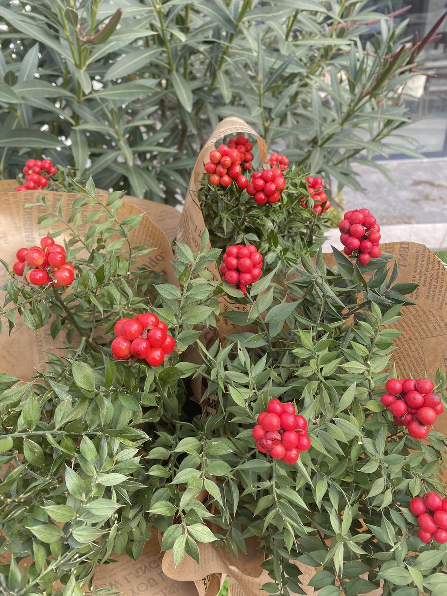 oseviocomm's tweet photo. Kokina Buketi almayan kaldı mı? 🥲
Stoklar tükeniyor, ilk siparişe özel 50TL indirimli siparişini hemen oluştur!
👉 https://t.co/RVMwmBHbCN https://t.co/FRL1leEqQ7