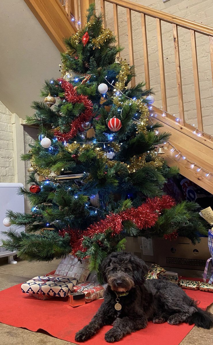 AardvarkEthel's tweet photo. Christmas wishes to all from Byron and the Aardvarks!
Bookshop and café are open today at 10am, &amp; every day until 4pm on 31st - come and see the old Year out with a visit to Aardvark! Just go steady on the wet roads today
#bookshop #bookshopdog #holidays #StormGerrit https://t.co/QC3RzIFYKP