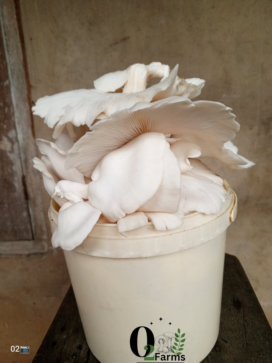 shield_johnson's tweet photo. Do you know that mushrooms 🍄 also help to lessen the risk of developing serious health conditions such as Alzheimer's, heart disease, Cancer, high blood pressure, anemia, arthritis and diabetes?
 Come let's train you on how to..

#mushroomfarming #oystermushroom #organic https://t.co/KpZ1G02GBi