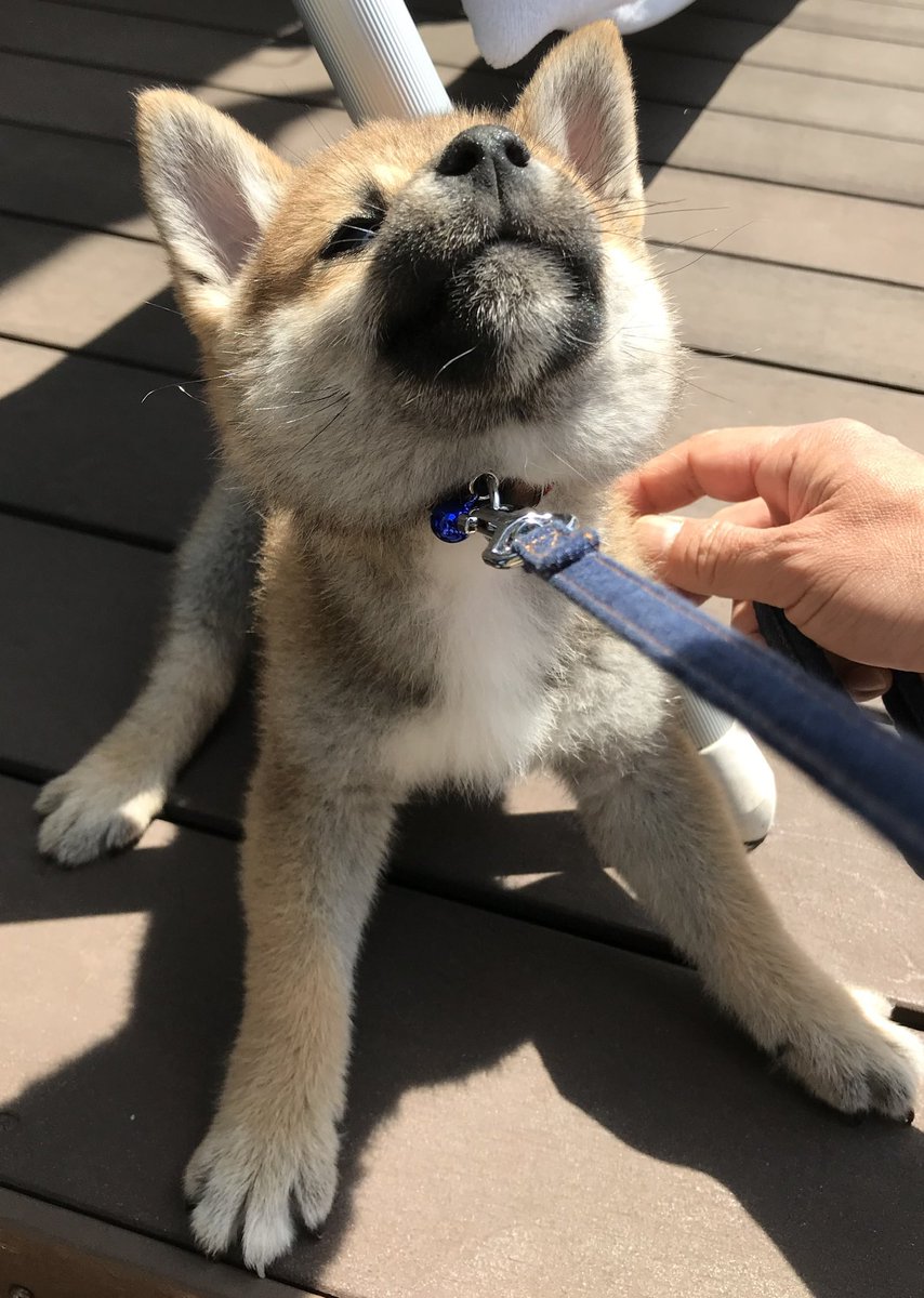 アルバム見てたら…
たぶんこれが
はじめての拒否柴🤣

#柴犬