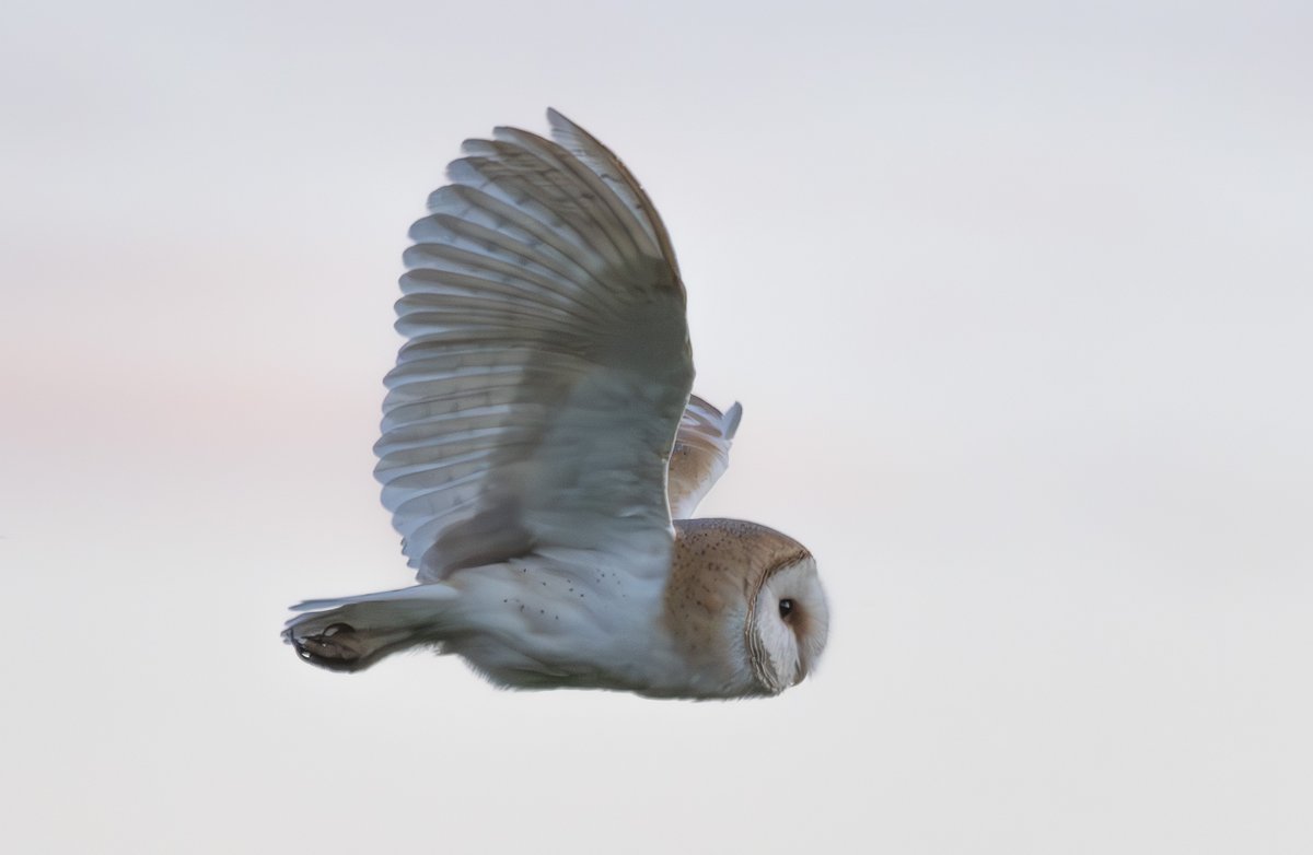 What was a Barn Owl known as Before we had Barns?
Answer to follow Later.
#Birdnames
#Derbyshirebirdtours