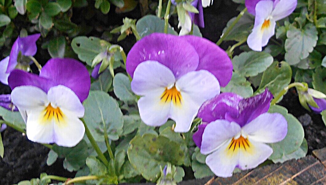 ian (@vappuk) on Twitter photo 