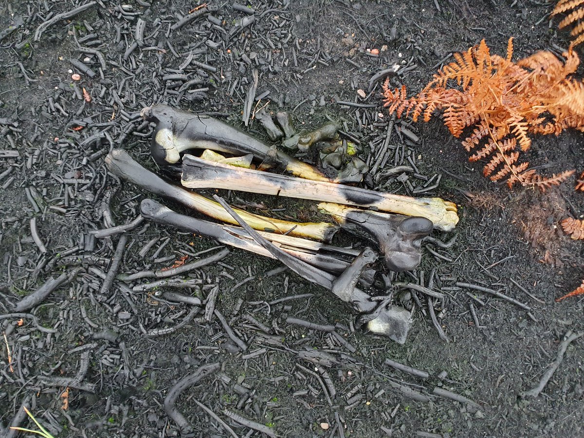 ZhepzyMudRunner's tweet image. Another stunning trip out, slowly because of recovery. The &apos;out of bounds&apos; exploration wasn&apos;t exciting, beauty beyond words, they even tested the &quot;all clear&quot; siren, chilling and grounding ❤️ #WoolmerForest #TWC #TwittaWinterChallenge #SonicWonterSprinters