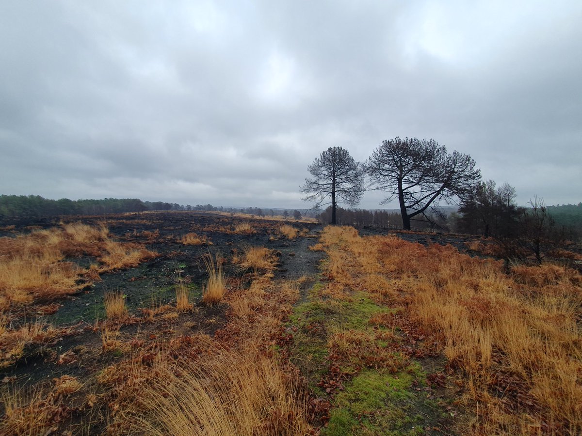 ZhepzyMudRunner's tweet image. Another stunning trip out, slowly because of recovery. The &apos;out of bounds&apos; exploration wasn&apos;t exciting, beauty beyond words, they even tested the &quot;all clear&quot; siren, chilling and grounding ❤️ #WoolmerForest #TWC #TwittaWinterChallenge #SonicWonterSprinters