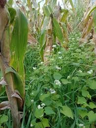 patucomendez's tweet photo. #2de8
🌱 BENEFICIOS DE LA IMPLEMENTACIÓN DE DIFERENTES #CultivosCobertura
✔ Especies leguminosas (por ejemplo, #Alfalfa, #Trébol, #Arvejas): fijación de #NitrógenoAtmosférico (N), mejora de la estructura del #suelo, mejora de la absorción de #fósforo (P). https://t.co/WNgKOnnjl3