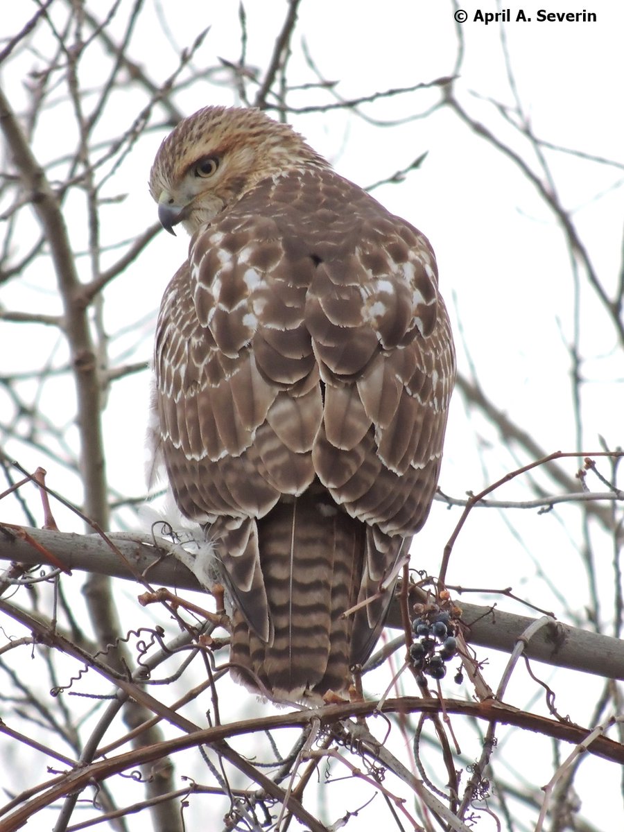 🐦 📷 ✒️ April A. Severin tweet media