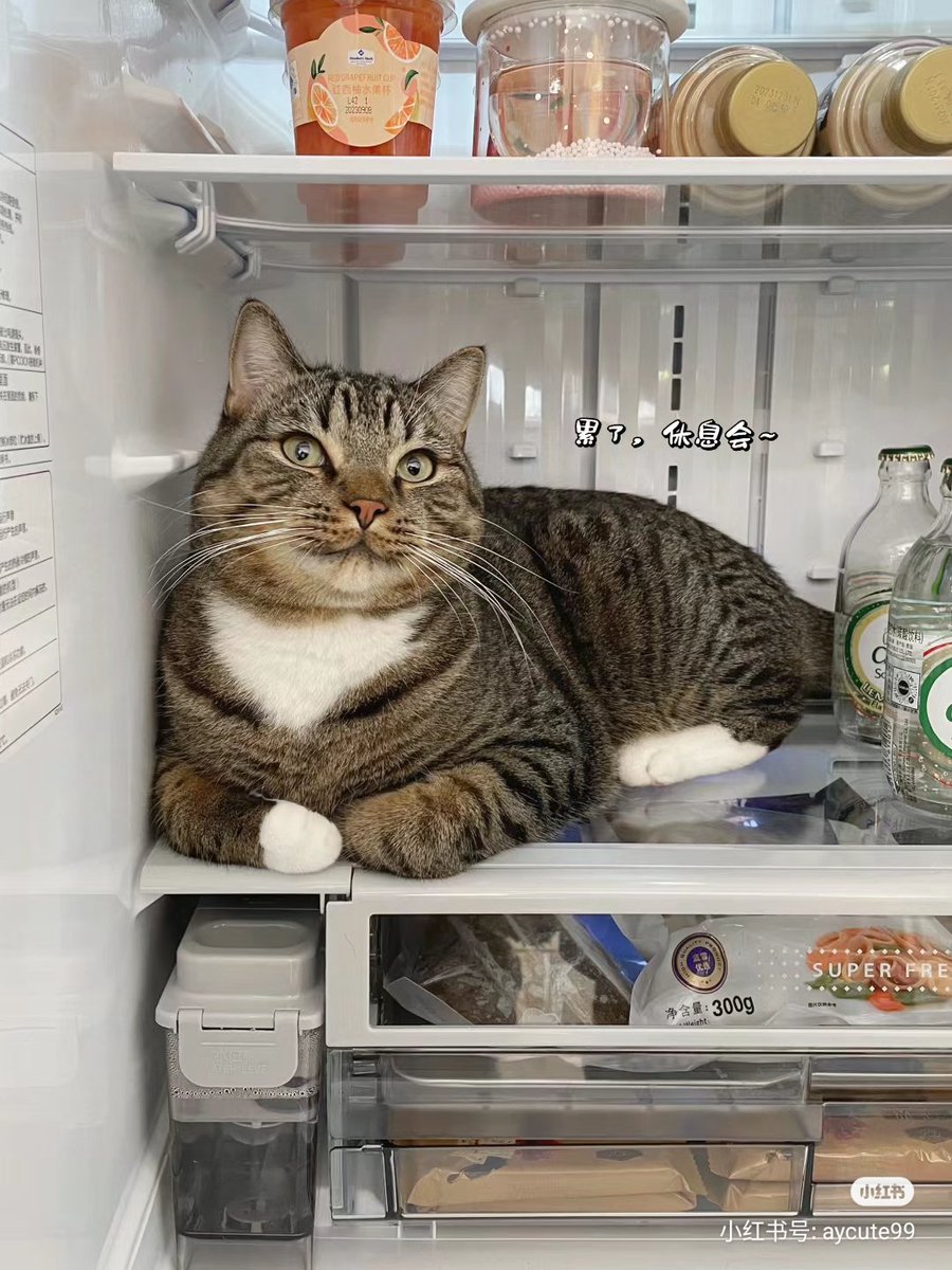 ชลน แมวส้มแท้ๆ 🐱 tweet media