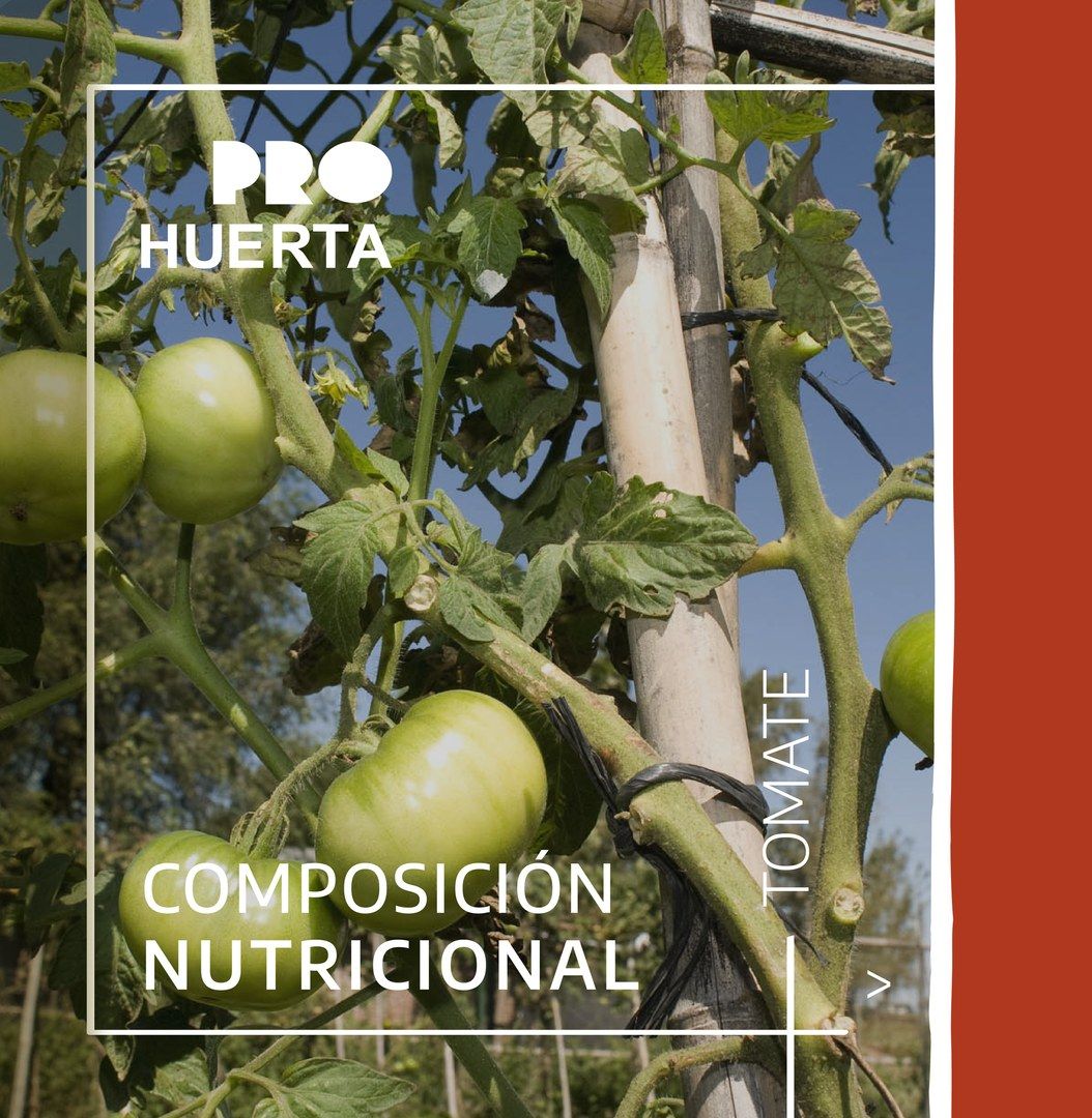 prohuerta's tweet photo. 🍅 INFORMACIÓN NUTRICIONAL 

El tomate contiene una amplia variedad de nutrientes que son beneficiosos para nuestra salud y reducen el riesgo de muchas enfermedades relacionadas con el estilo de vida.

Conoce más aquí 👉🏽 https://t.co/yWn4Wh5hC7 https://t.co/xEcWMXcXAx