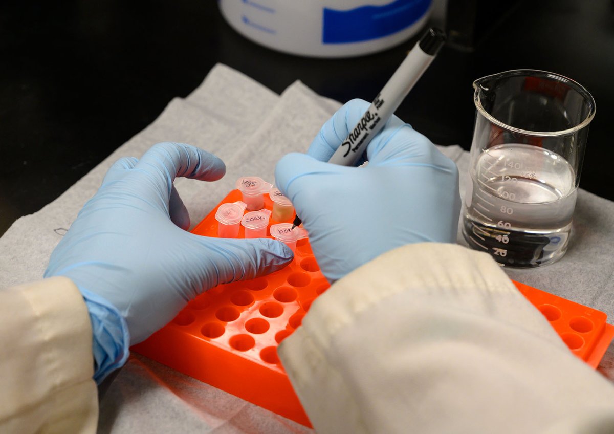 We're hiring! 🔬 Scientific Lab Manager 🧑‍🔬
New full-time position here at the Florida Museum. Application deadline: Jan. 5, 2024 👇 Links:

🧪 Position info: floridamuseum.ufl.edu/nhdept/scienti…

🧪 Apply via <a href="/UF/">FLORIDA</a>: explore.jobs.ufl.edu/en-us/job/5295…
Share this info!