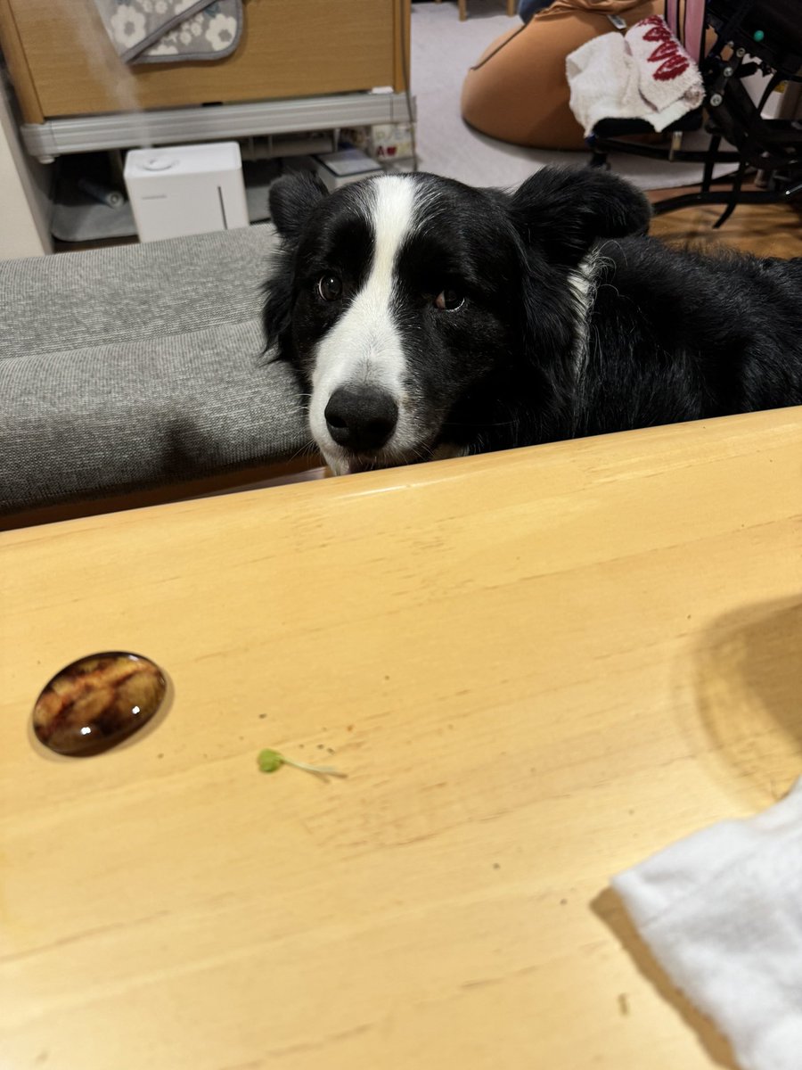 カイワレ…食べたい犬