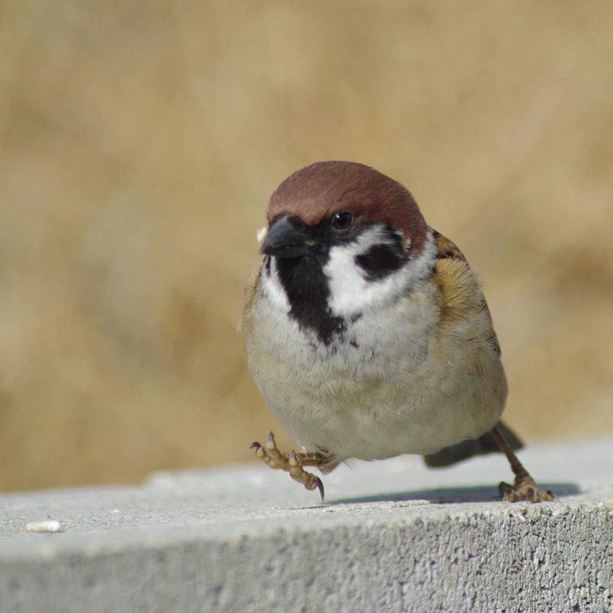 aerial2009's tweet image. さぁいくぞー！

#雀 #スズメ #すずめ #sparrow #鳥 #小鳥 #野鳥 #ちゅん活 #スズメ写真集 #bird