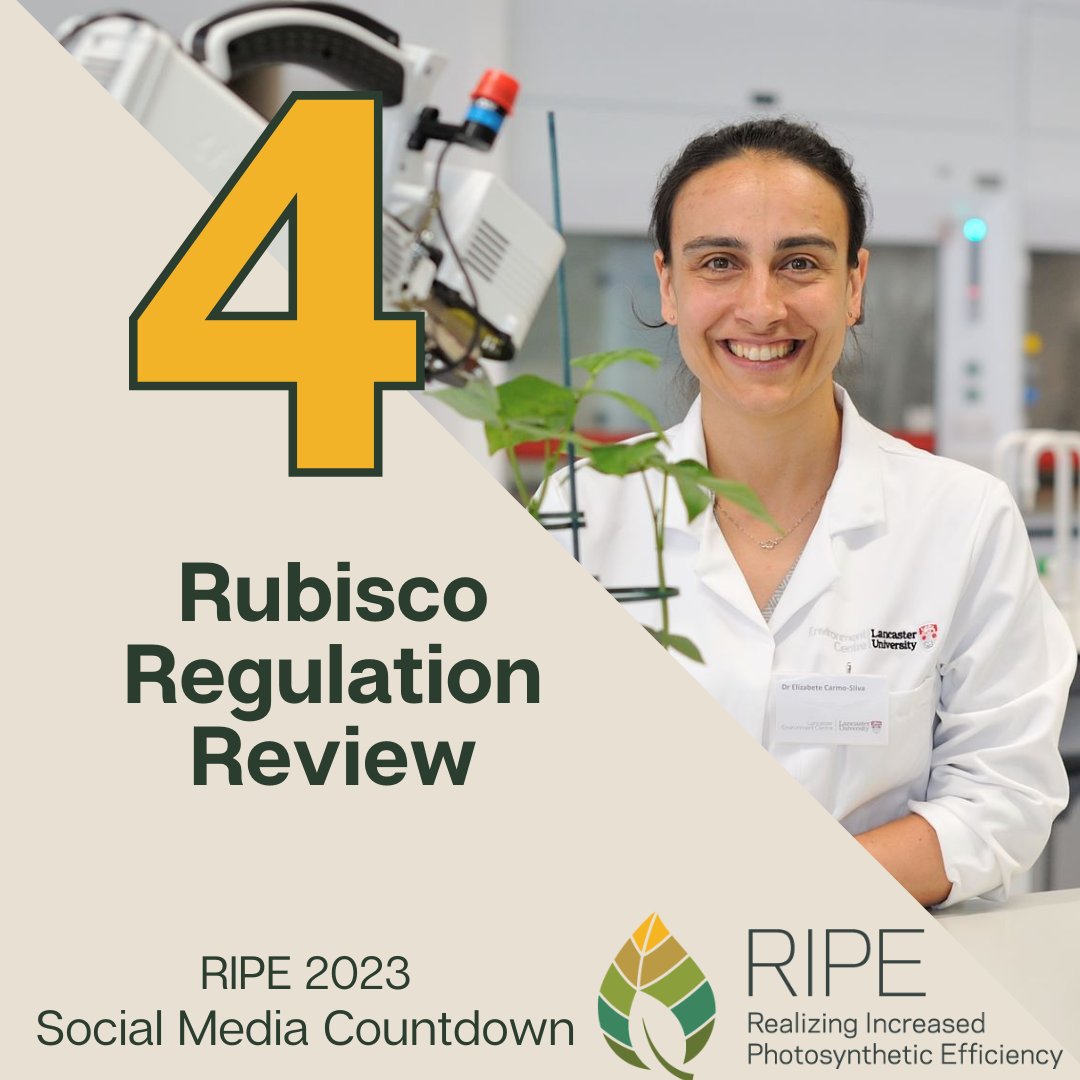 The RIPE Project (@ripeproject) on Twitter photo Our countdown continues with the 4th most popular social media post from 2023, a Rubisco Regulation Review from earlier this month!
<a href="/ecarmosilva/">ElizabeteCarmo-Silva</a> & others summarized key insights of decades of Rubisco research.
DOI: doi.org/10.1111/nph.19โฆ
Feature story: bit.ly/3TwlZ4b Our countdown continues with the 4th most popular social media post from 2023, a Rubisco Regulation Review from earlier this month!
<a href="/ecarmosilva/">ElizabeteCarmo-Silva</a> & others summarized key insights of decades of Rubisco research.
DOI: doi.org/10.1111/nph.19โฆ
Feature story: bit.ly/3TwlZ4b