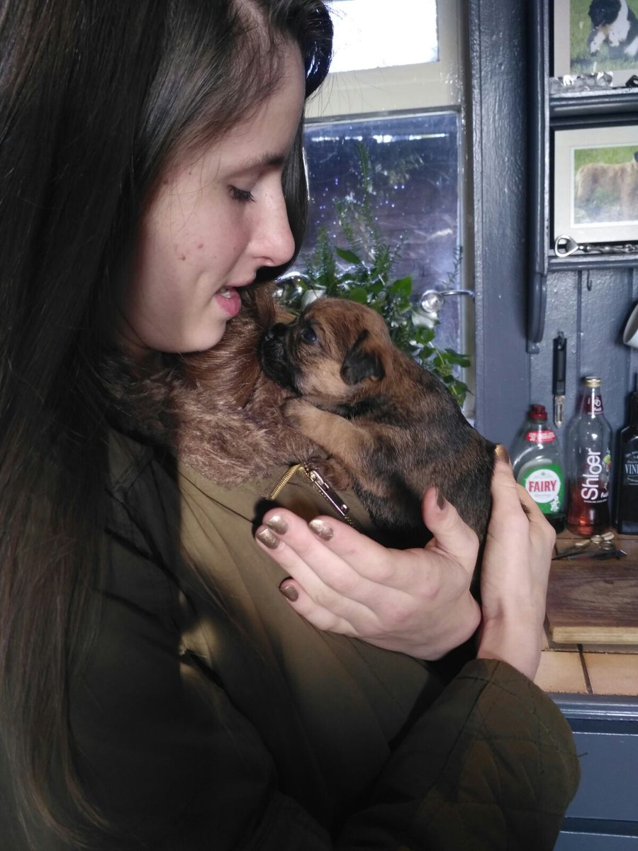 BTWoody's tweet image. It's 7 years ago today that we went to the breeders, and out of all my lickle BT siblings we could've picked, we chose Bonnie #pfft. We had to wait a few more weeks to bring her home, and even then little did we nose she'd grow up to be such a Scruffbag.