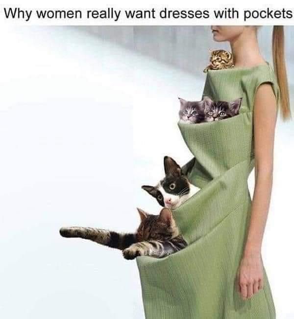 PostsOfCats's tweet photo. https://t.co/UBar5MLBLk