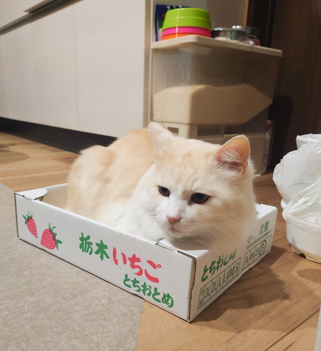 お店でなくてもいちご🍓の箱は入るもの、らしい
