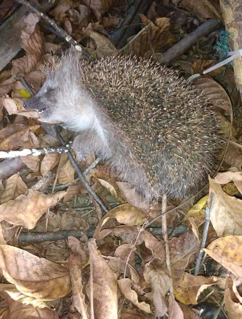 @Morbidful If you find a 'dead' hedgehog during the cold months, do not bury it, do not throw it in the trash... No one wants to see a dead animal in their garden or road, but it could be a hedgehog hibernating from November to March. They usually dig holes to stay safe, but we have less…