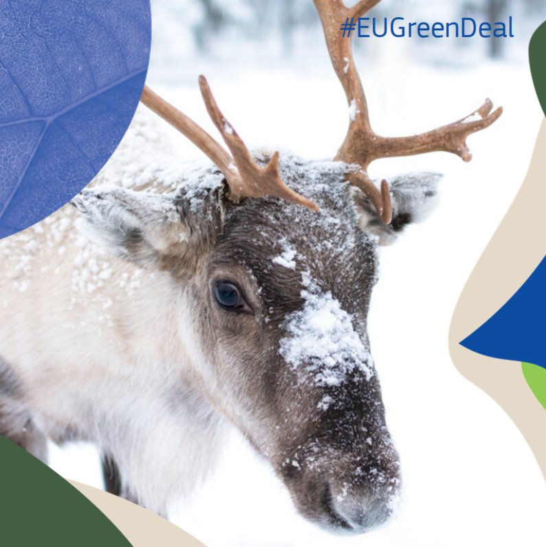 #Projectspotlight

This wonderful snowy animal is facing many threats❄️

Discover the #LIFEProject which is contributing to the conservation of the Finnish forest reindeer 🦌

👉shorturl.at/hqCS5  

#EUGreenDeal #LIFEProgramme #Natura2000