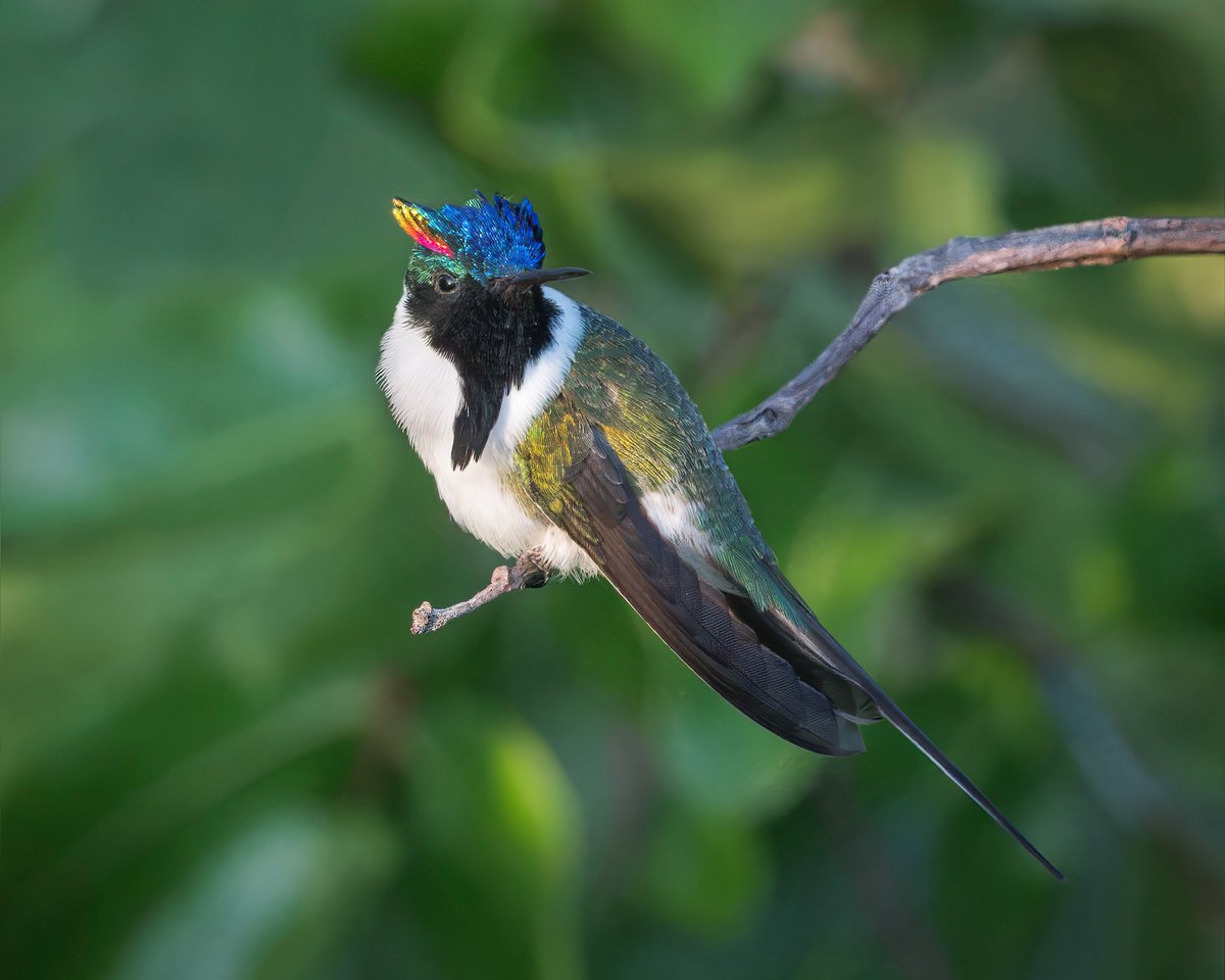 anthonylujan's tweet photo. Horned Sungem
Heliactin bilophus
Status - Least Concern
#ALhummingbirdperched
Sony A1 - Sony 600mm
#hornedsungem #sungem #hummingbird #nuts_about_birds #wikiaves #ebird #nature #hummingbirds #natgeoyourshot #hummingbirdsofbrazil #naturephotography #sonya1 #sony600mm #sony600m... https://t.co/a69PTj60lE