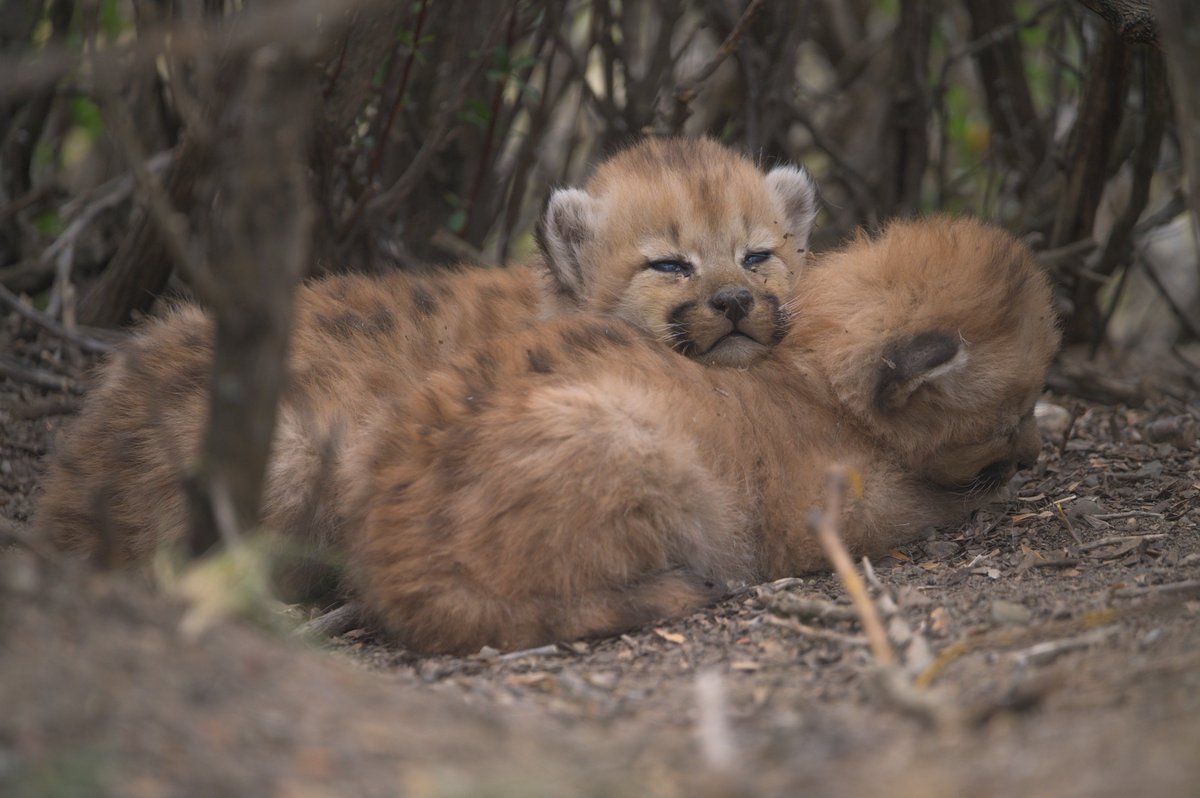 RewildingArg's tweet photo. PUMA, ARQUITECTO DEL ECOSISTEMA: ¡Nacimiento de los cachorros de Maga! · Maga es una hembra de #puma que fue capturada y equipada con un radiocollar GPS en julio de 2022 en el marco del estudio de predadores tope del Parque Patagonia.

#parquepatagoniaargentina #rewilding https://t.co/gjvEVCbCLa