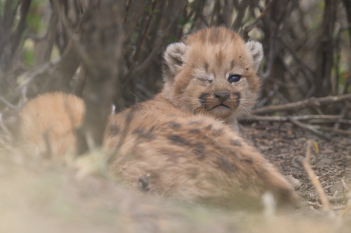 RewildingArg's tweet photo. PUMA, ARQUITECTO DEL ECOSISTEMA: ¡Nacimiento de los cachorros de Maga! · Maga es una hembra de #puma que fue capturada y equipada con un radiocollar GPS en julio de 2022 en el marco del estudio de predadores tope del Parque Patagonia.

#parquepatagoniaargentina #rewilding https://t.co/gjvEVCbCLa