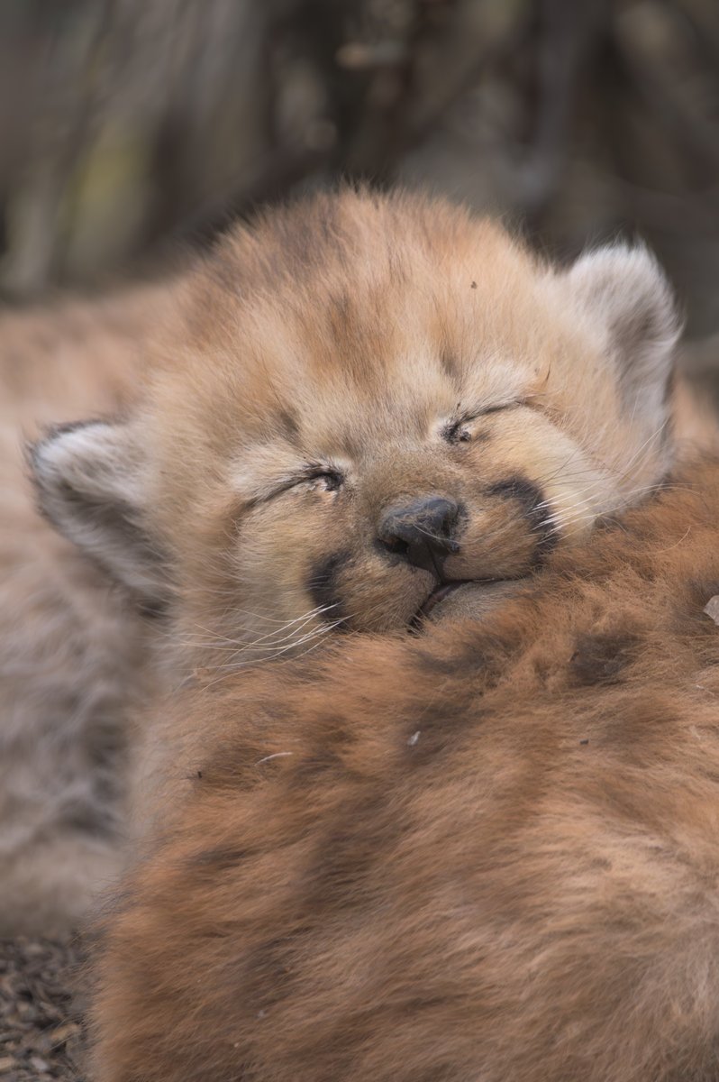 RewildingArg's tweet photo. PUMA, ARQUITECTO DEL ECOSISTEMA: ¡Nacimiento de los cachorros de Maga! · Maga es una hembra de #puma que fue capturada y equipada con un radiocollar GPS en julio de 2022 en el marco del estudio de predadores tope del Parque Patagonia.

#parquepatagoniaargentina #rewilding https://t.co/gjvEVCbCLa