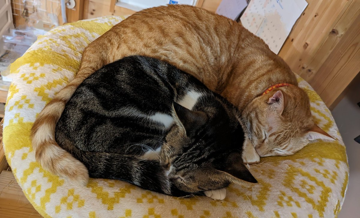 mintsuriku's tweet photo. いつも仲良しな２匹🥰 https://t.co/WU6LkKjQyT