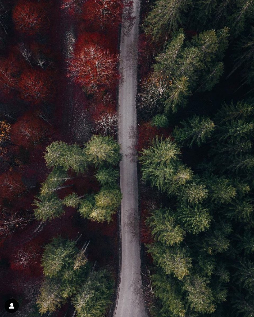 Lost in the whispers of the trees, where every leaf tells tales. 🌲 

#earth_shotz #tonesofnature #moods_in_frame #divineforest #folkgood #outdoortones #roamtheplanet #folkscenery