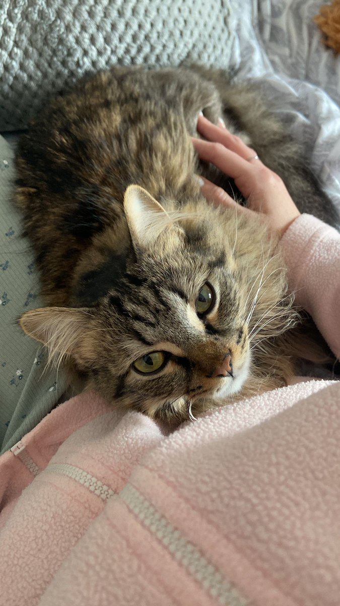 Jaume_Salv's tweet photo. Gato perdido zona Hipercor. Está castrado y tiene microchip. Responde al nombre de Klaus.

Es muy cariñoso y si le dais comida va con vosotros.

Si lo encontráis o lo veis llamad al teléfono: 

647394964
663873262 https://t.co/52tlXHCgMt