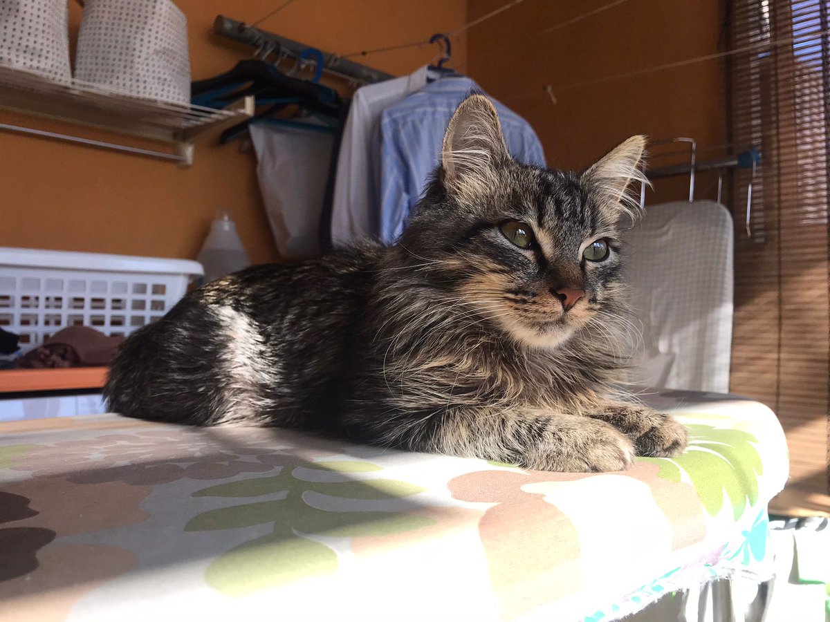 Gato perdido zona Hipercor. Está castrado y tiene microchip. Responde al nombre de Klaus.

Es muy cariñoso y si le dais comida va con vosotros.

Si lo encontráis o lo veis llamad al teléfono: 

647394964
663873262