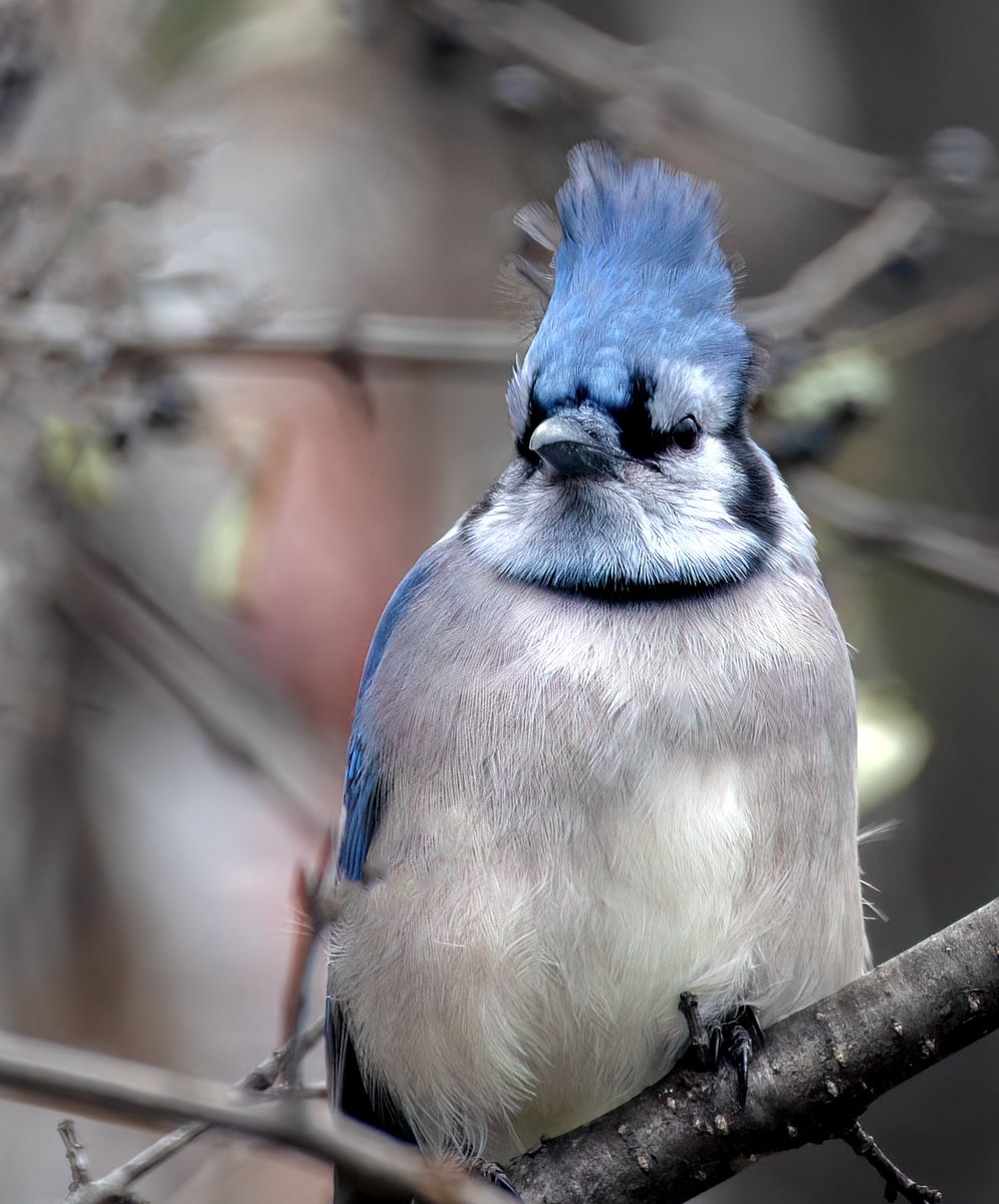 BLUE-tiful crest. Blue Jays, although loud at times, have quite a crest when raised up. I am jealous…#birdwatching #birdphotography #naturephotography