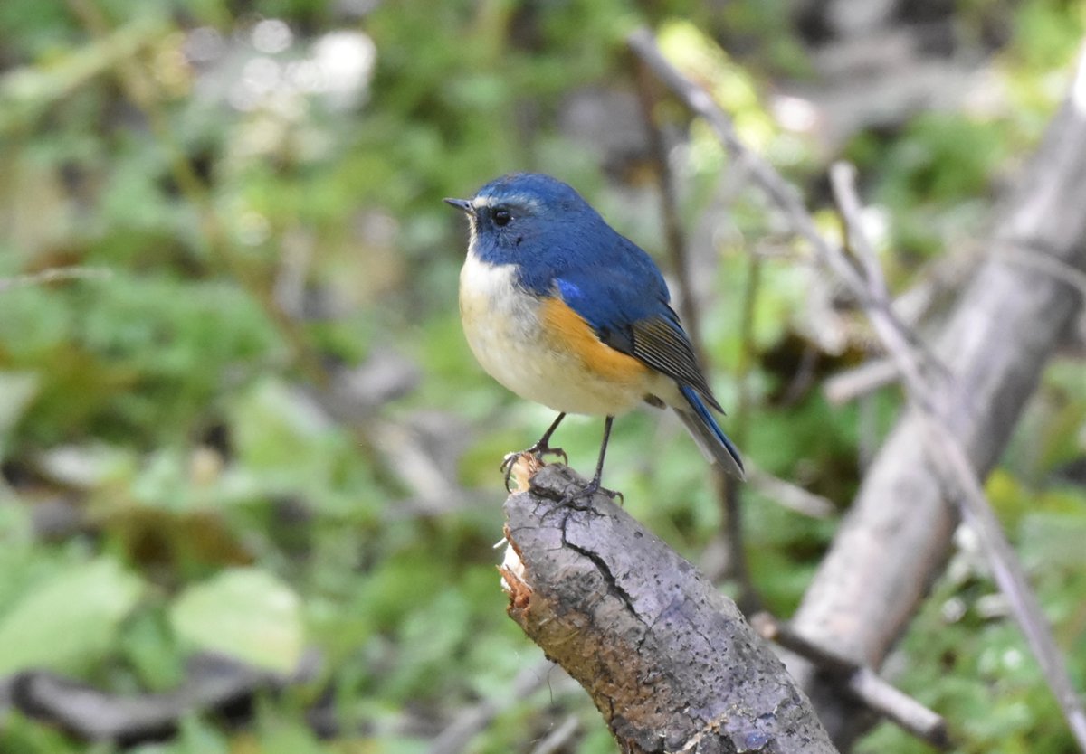 woodsbird81's tweet photo. 若様「来年は僕だって……」
#野鳥観察 #ルリビタキ https://t.co/Omc3AQ9Ncr