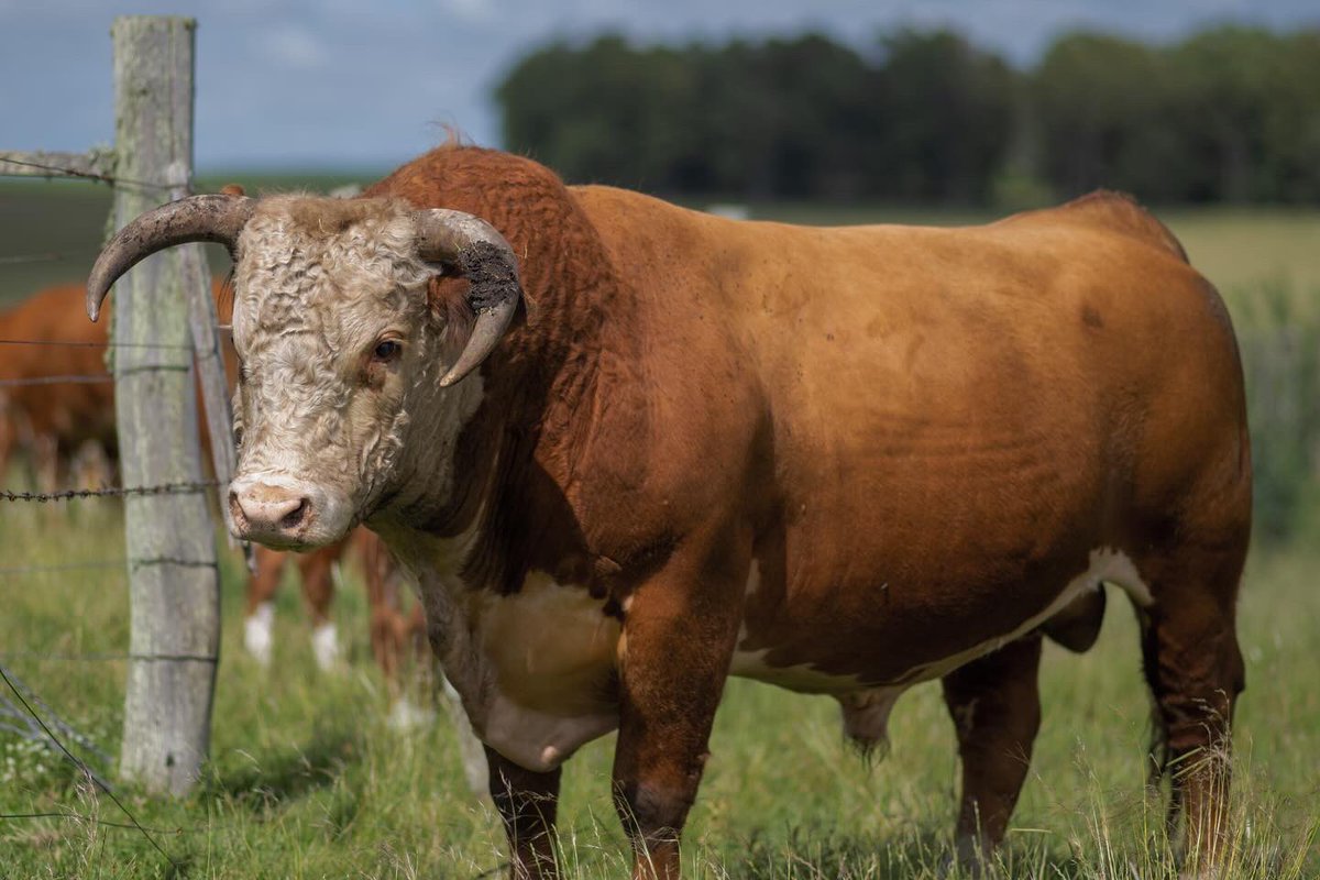 P215- 11754 - PARAÍSO CL1 215Z . 

El toro al que confiamos la inseminación de las vaqs comerciales. Muy sólido biotipo carnicero y soberbios datos de EPD. Facilidad de parto + kilos de carne ! Herramienta que da 💰 

FPdir 3.4 PN 1.1 18M 54 L 11.4 Grasa 1.490 MARB 0.280 CE 1.5.