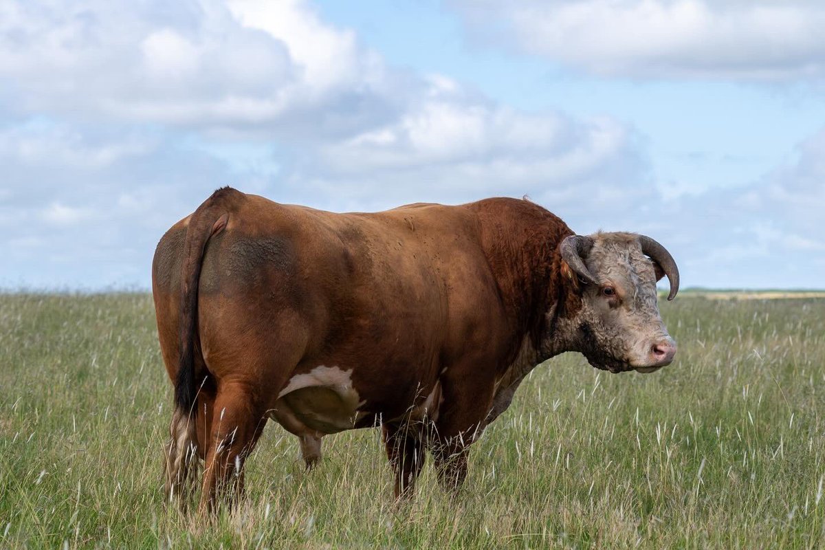 ElparaisoSG's tweet photo. P215- 11754 - PARAÍSO CL1 215Z . 

El toro al que confiamos la inseminación de las vaqs comerciales. Muy sólido biotipo carnicero y soberbios datos de EPD. Facilidad de parto + kilos de carne ! Herramienta que da 💰 

FPdir 3.4 PN 1.1 18M 54 L 11.4 Grasa 1.490 MARB 0.280 CE 1.5. https://t.co/7AiDoXS8Hv