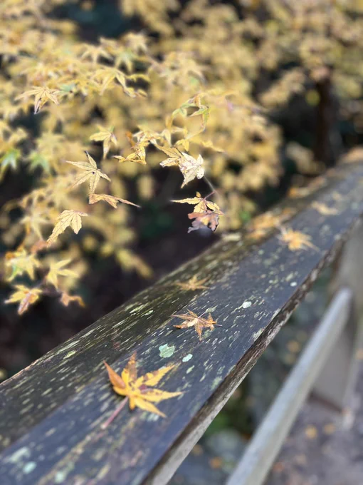 先日シンタ先生と毎年恒例行事してきました今年は無理かもと思ったけどなんとかギリギリ滑り込み…!なんと今年で5年目らしいです(!?)毎年行ってるので行かないと1年が終わった気がしない体になってしまった…楽しかったな〜