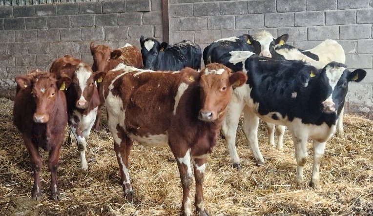 berrys_info's tweet photo. Cornish youngstock achieving good bulling weights at 13/14 months. They get off to an excellent start with our own formulated high quality skim milk replacer. Both Amy &amp; Rebecca Osborne, Tobarn, North Cornwall are delighted with the progress so far. https://t.co/Zi5eBn8N4a
