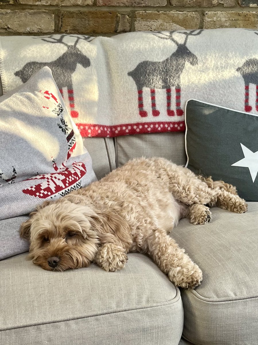 TheHoneyTails's tweet photo. All this celebrating has been exhausting - Iβm ready for a little #WednesdayWindDown
#DoNotDisturb https://t.co/2xqcrEQmFZ