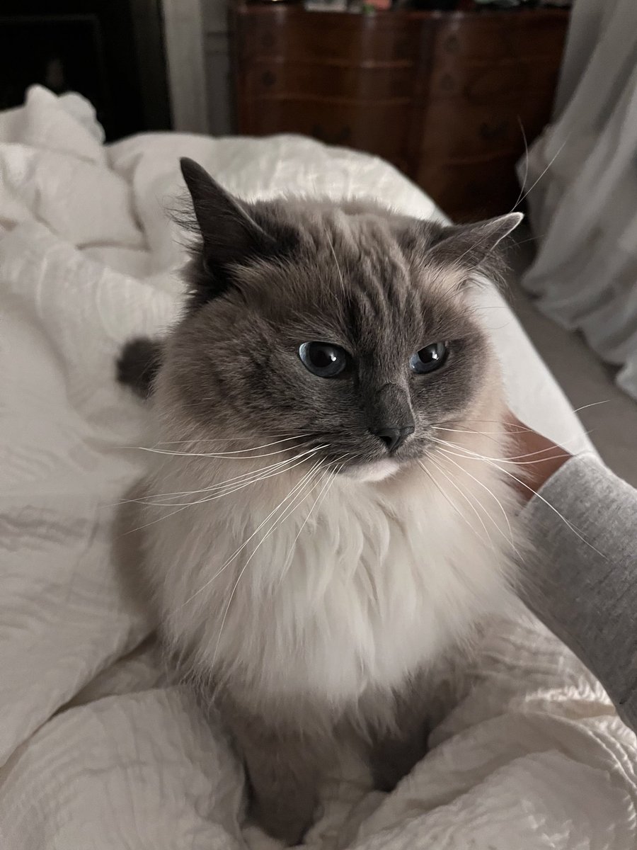 maryam_dh's tweet photo. When you're not a cat person, but this one doesn't take no for an answer. #MorningCuddle https://t.co/8ZxEIxhdo7