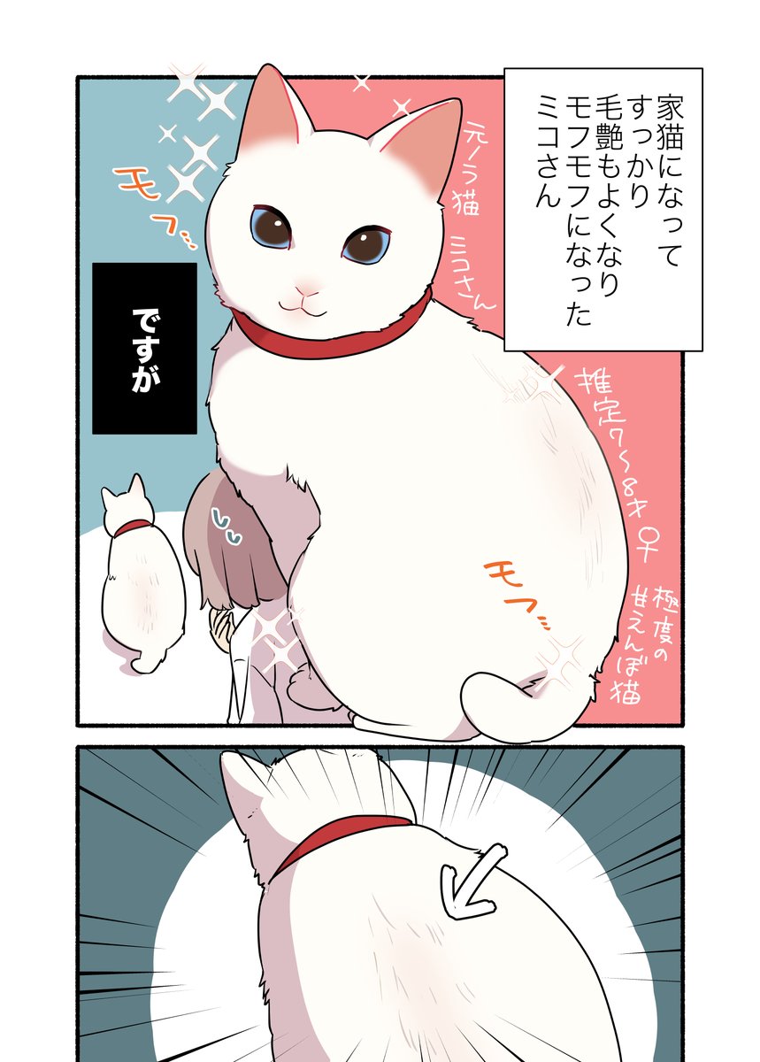 飼い猫が……ハゲてしまった‼️‼️‼️話🧑🦲🧑🦲🧑🦲😭😭😭 (1/2) #漫画が読めるハッシュタグ #愛されたがりの白猫ミコさん