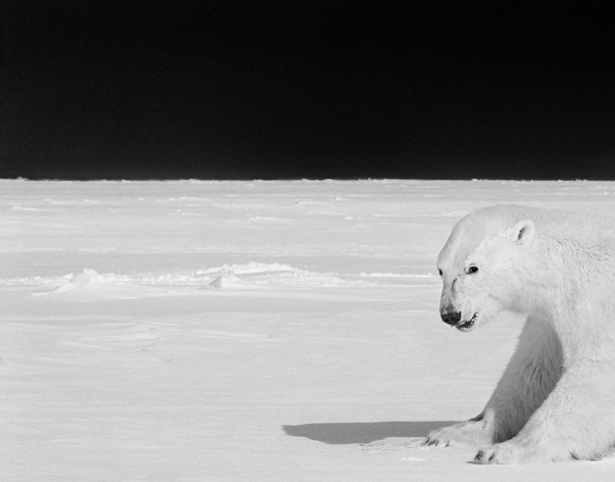 «Non pensare all’orso bianco!» dlvr.it/T0f1p4
