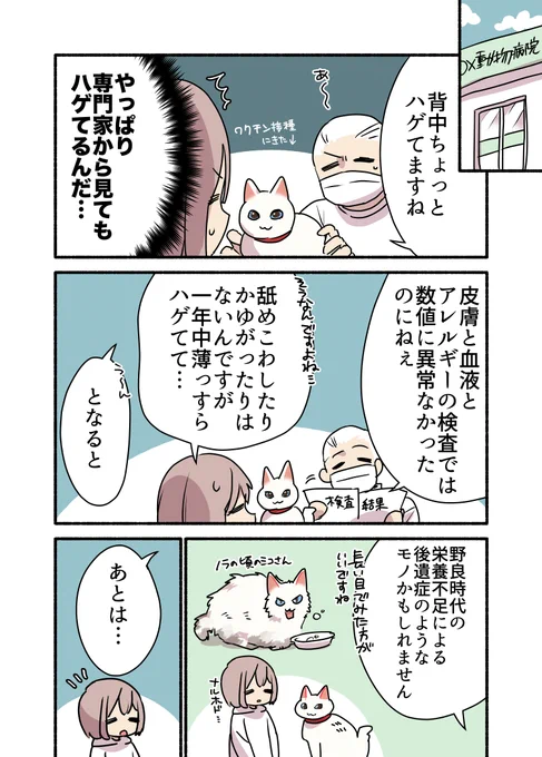 飼い猫が……ハゲてしまった‼️‼️‼️話🧑‍🦲🧑‍🦲🧑‍🦲😭😭😭 (2/2) #漫画が読めるハッシュタグ #愛されたがりの白猫ミコさん コミックス発売中です👇 