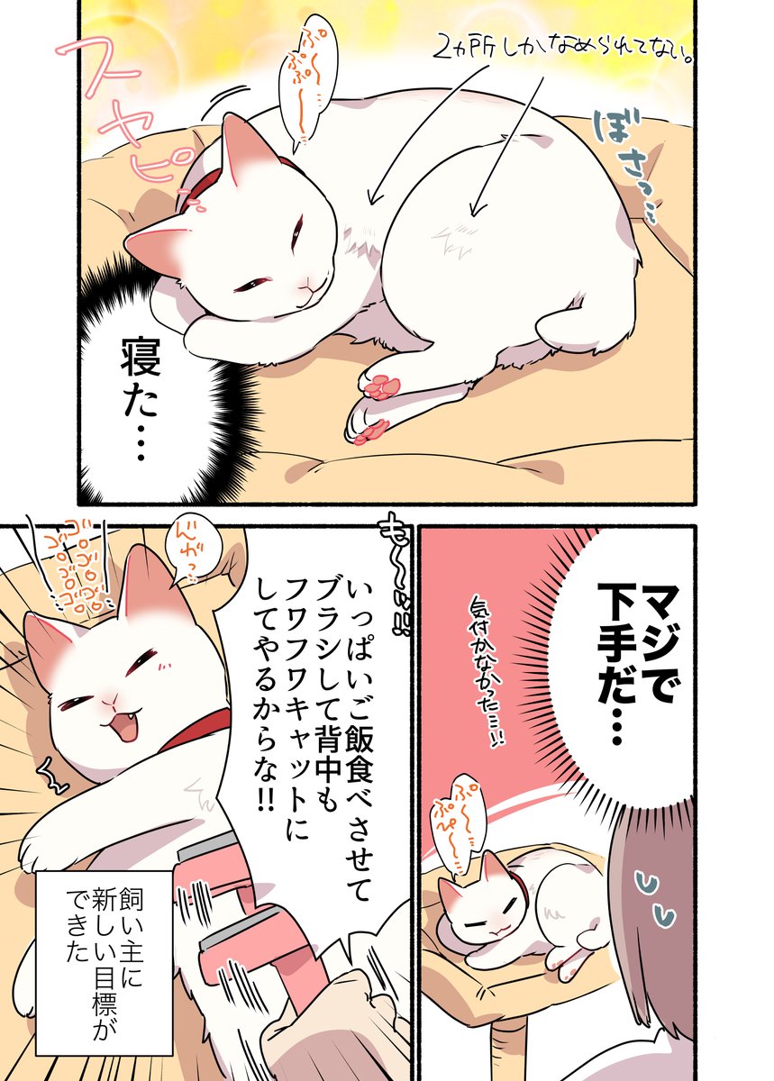 飼い猫が……ハゲてしまった‼️‼️‼️話🧑🦲🧑🦲🧑🦲😭😭😭 (2/2) #漫画が読めるハッシュタグ #愛されたがりの白猫ミコさん コミックス発売中です👇