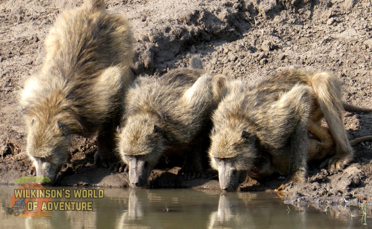 wilkinsonsworld's tweet photo. Chacma Baboon 🐒#GroupPhotography #AnimalsSeenIn2023 #WildAnimals #nikonphotography #sigmalens #Safari https://t.co/7WjXTVhZga