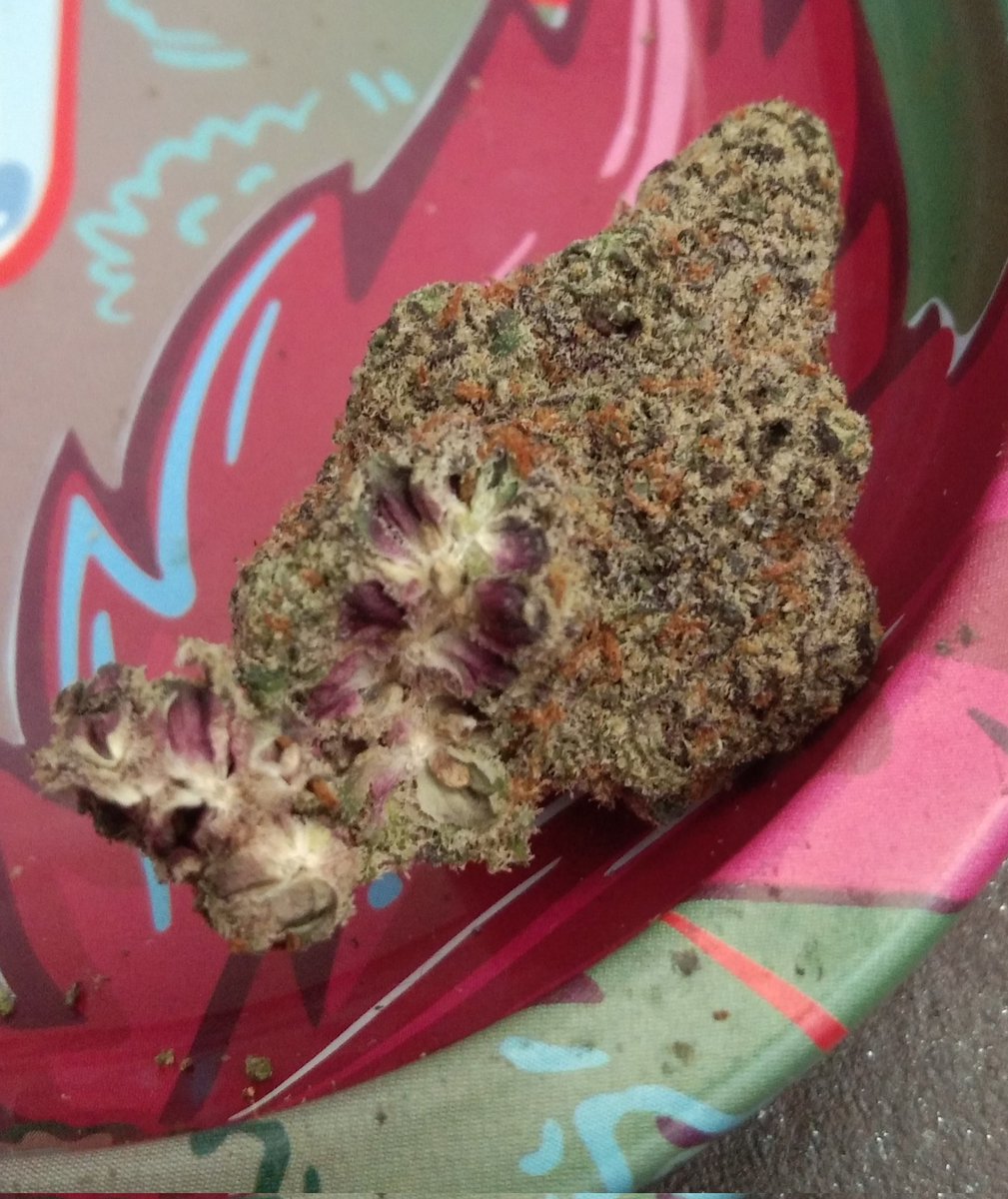 OutbackAnd's tweet image. Da Funk showing it's purple innards. Loving this smoke, tasty as 🔥💨💨💨