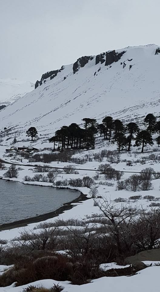 CHICHITO CHACO tweet media