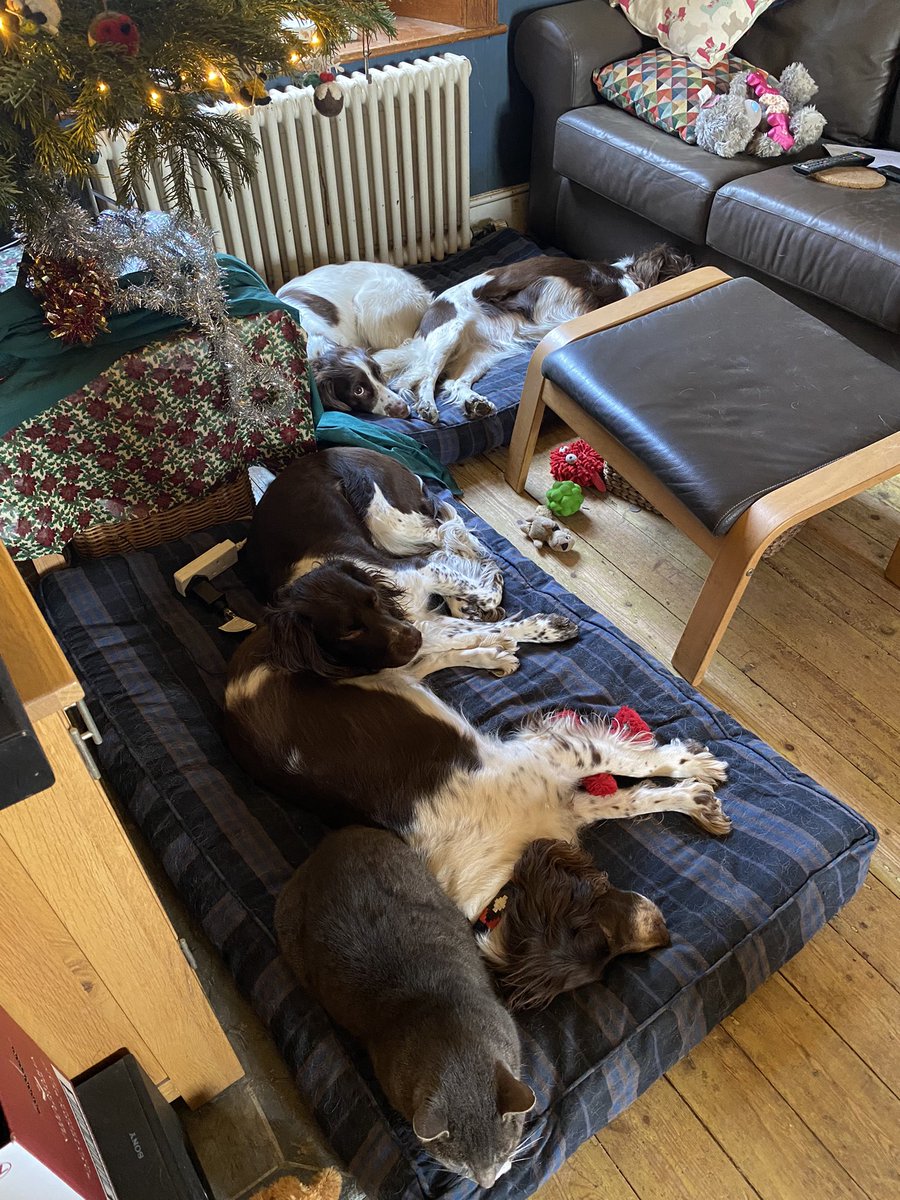 ElspethDesert's tweet photo. @Sally_writes @suddenlystartup Dear Jasper Some of us have a best friend Cat 🐈 🐶🐶🐶🐶 he is top cat Best wishes Maisey https://t.co/U7Dg21Gnx7