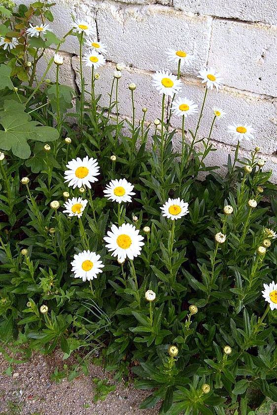 Very beautiful 🌼🌻