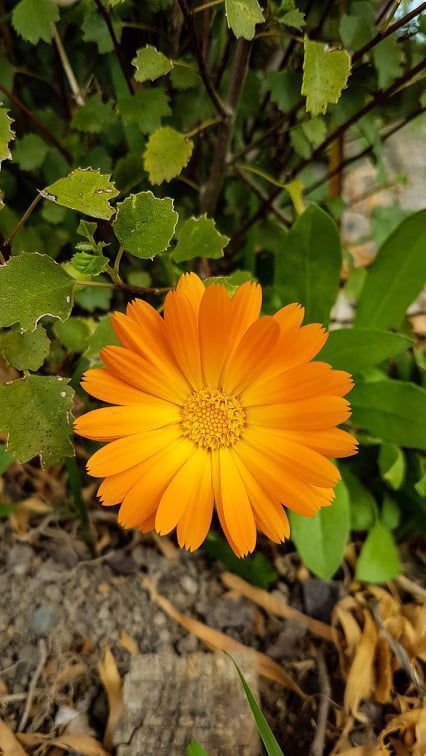 🌻🍃🍃