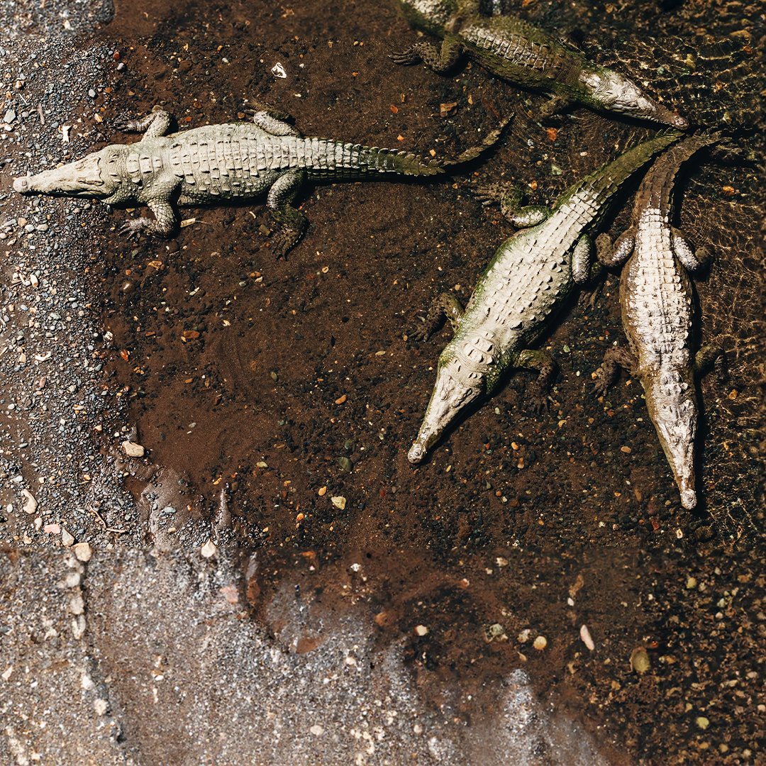 Discover the wild side of Costa Rica on an action-packed crocodile tour.    

#CrocodileTour #CostaRicaAdventure #WildlifeEncounters #NatureLovers #VillaFirenzeCostaRica #LuxuryVilla #visitcostarica #adventure #adventuretour #privatevilla #discovercostarica #travelcostarica