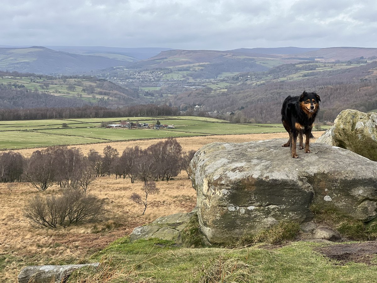 Running off the festive food on White Edge in the #GloriousPeakDistrict, <a href="/Kinder_Scouts_/">Kinder_Scouts</a> found the deepest, boggiest puddle he could and jumped in.